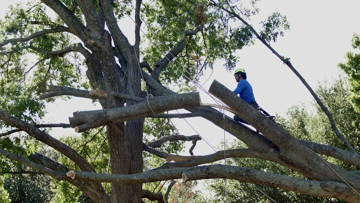 Professional Hazardous Tree Removal performed by certified arborists in Brinktown